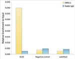 MRE11 Antibody in ChIP Assay (ChIP)
