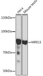 MRE11 Antibody in Western Blot (WB)