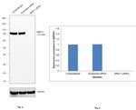 MRE11 Antibody in Western Blot (WB)