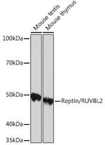 RUVBL2 Recombinant Rabbit Monoclonal Antibody (3U4L10)