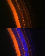VAMP2 Recombinant Rabbit Monoclonal Antibody (8X9D9)