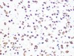 ALY Antibody in Immunohistochemistry (Paraffin) (IHC (P))