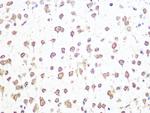 ALY Antibody in Immunohistochemistry (Paraffin) (IHC (P))