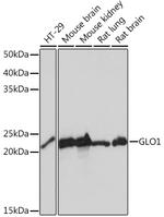 GLO1 Recombinant Rabbit Monoclonal Antibody (3G6Q1)