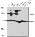 RAD18 Antibody in Western Blot (WB)