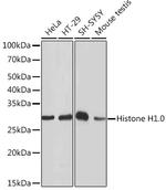Histone H1.0 Antibody in Western Blot (WB)