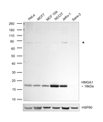 HMGA1 Antibody