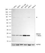 HMGA1 Antibody in Western Blot (WB)