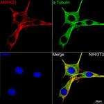 AMPK beta-1 Recombinant Rabbit Monoclonal Antibody (7G8U1)