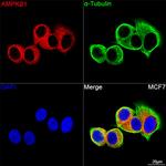 AMPK beta-1 Antibody in Immunocytochemistry (ICC/IF)