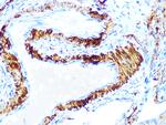 AMPK beta-1 Antibody in Immunohistochemistry (Paraffin) (IHC (P))