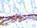 AMPK beta-1 Antibody in Immunohistochemistry (Paraffin) (IHC (P))