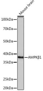 AMPK beta-1 Antibody in Western Blot (WB)