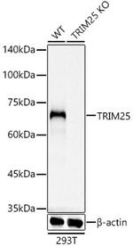 TRIM25 Recombinant Rabbit Monoclonal Antibody (4Q0D2)