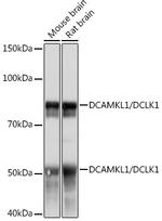 DCLK1 Antibody in Western Blot (WB)