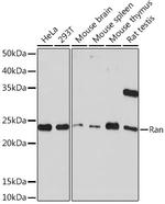 RAN Recombinant Rabbit Monoclonal Antibody (6S5X5)