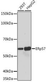 ERp57 Antibody in Western Blot (WB)