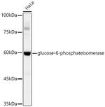 GPI Antibody in Western Blot (WB)