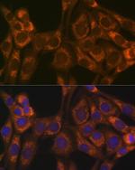 Thioredoxin 2 Recombinant Rabbit Monoclonal Antibody (9V7J1)