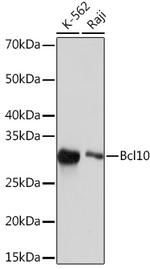 Bcl10 Recombinant Rabbit Monoclonal Antibody (8H7A5)