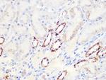 Aconitase 2 Antibody in Immunohistochemistry (Paraffin) (IHC (P))