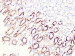 Aconitase 2 Antibody in Immunohistochemistry (Paraffin) (IHC (P))