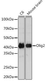 OLIG2 Recombinant Rabbit Monoclonal Antibody (1P8G4)