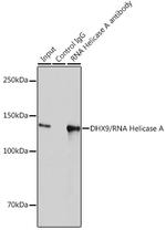 DHX9 Antibody in Immunoprecipitation (IP)