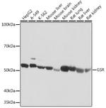 GSR Recombinant Rabbit Monoclonal Antibody (2J5N9)