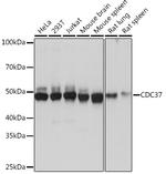 CDC37 Recombinant Rabbit Monoclonal Antibody (6X0A3)