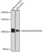 GluR4 Recombinant Rabbit Monoclonal Antibody (4M5D0)