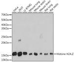 Histone H2A.Z Recombinant Rabbit Monoclonal Antibody (2X2I10)