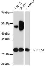 NDUFS3 Antibody in Western Blot (WB)