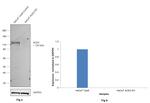 ACE2 Antibody in Western Blot (WB)