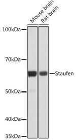 Staufen Recombinant Rabbit Monoclonal Antibody (8J5A6)