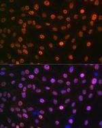 MAD2L2 Antibody in Immunocytochemistry (ICC/IF)