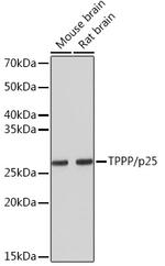 TPPP Antibody in Western Blot (WB)