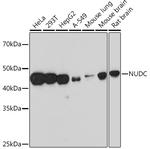 NUDC Recombinant Rabbit Monoclonal Antibody (8A5H4)