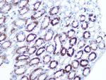 BAG3 Recombinant Rabbit Monoclonal Antibody (8P3W7)