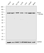 MUC2 Antibody in Western Blot (WB)