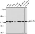 p38 MAPK Recombinant Rabbit Monoclonal Antibody (8O9O8)