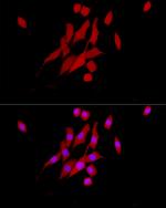 ERK1/2 Recombinant Rabbit Monoclonal Antibody (2Z8O1)