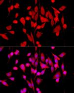 ERK1/2 Antibody in Immunocytochemistry (ICC/IF)