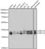 ERK1/2 Antibody in Western Blot (WB)