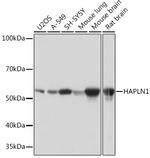 HAPLN1 Recombinant Rabbit Monoclonal Antibody (5O9U2)