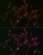 DNAJC15 Antibody in Immunocytochemistry (ICC/IF)