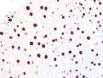 Histone H3.3 Antibody in Immunohistochemistry (Paraffin) (IHC (P))