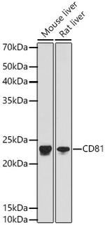 CD81 Recombinant Rabbit Monoclonal Antibody (4X9B8)