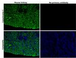 Cytochrome C Antibody in Immunohistochemistry (Paraffin) (IHC (P))