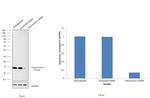 Cytochrome C Antibody in Western Blot (WB)